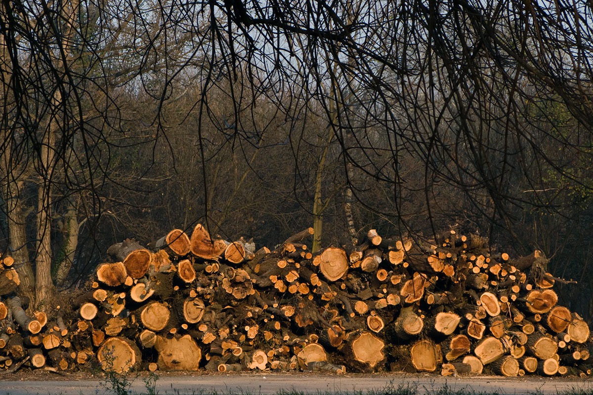 Marko Rupena / Kamerades