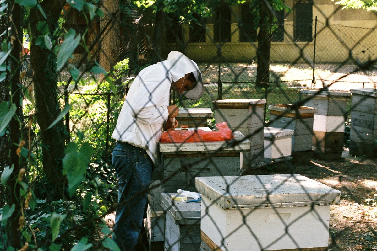 Pčelinjak Poljoprivrednog fakulteta u Zemunu; Foto: Marko Miletić