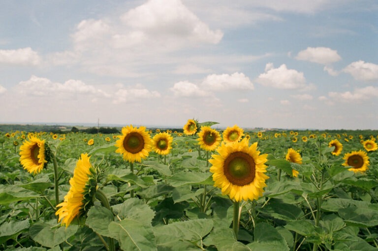 sunflowers