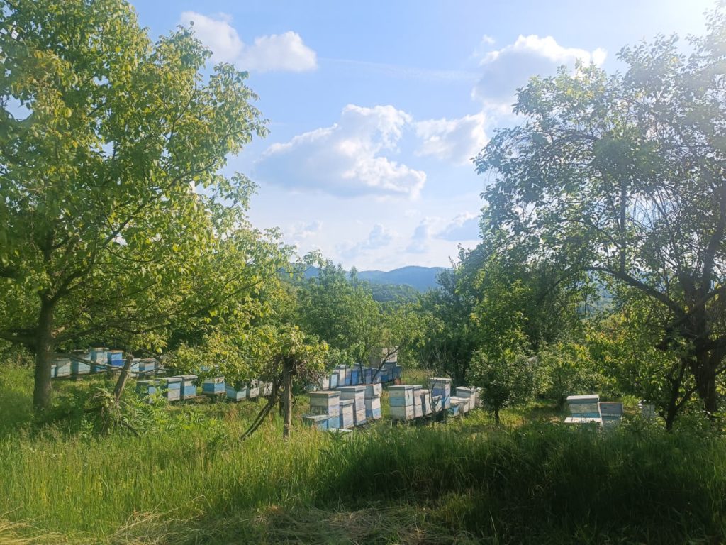 Beehives in the Jadar Valley