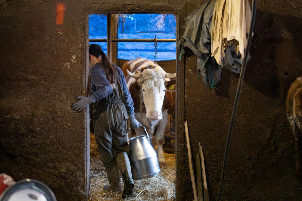 Početak radnog dana na gazdinstvu porodice Kokanović