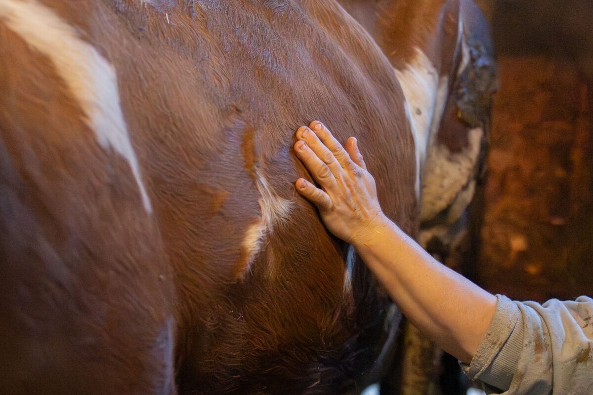 Početak radnog dana na gazdinstvu porodice Kokanović