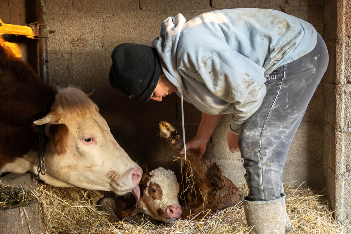Početak radnog dana na gazdinstvu porodice Kokanović